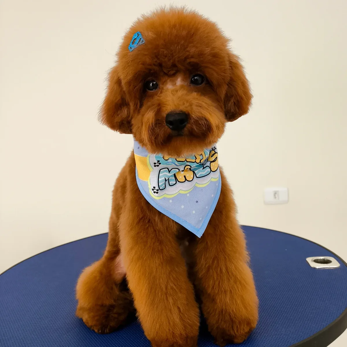 Poodle caramelo tosado com bandana