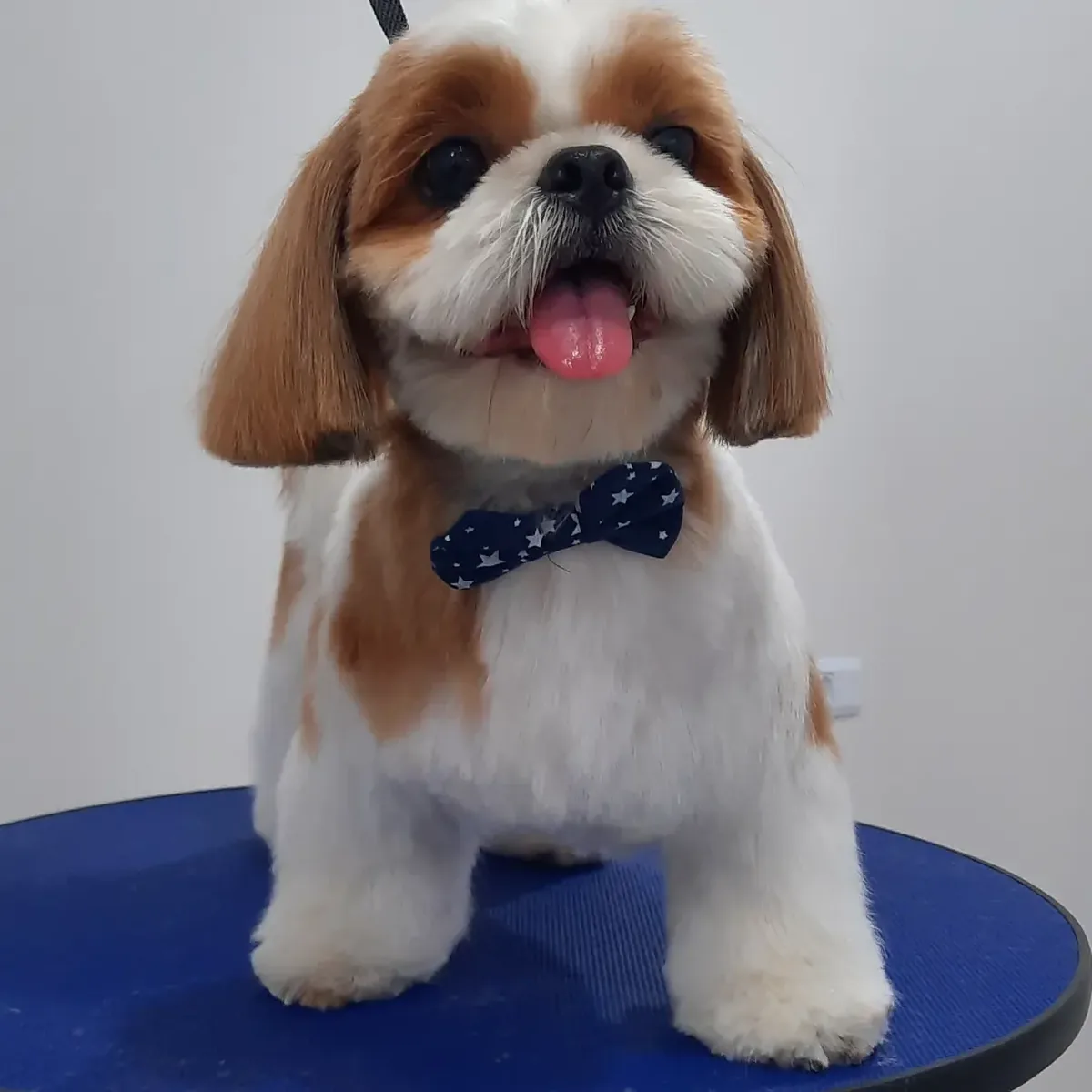 Pet de cliente depois do banho e tosa na Center Vet
