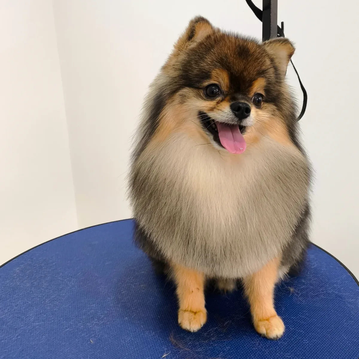 Pet de cliente depois do banho e tosa na Center Vet