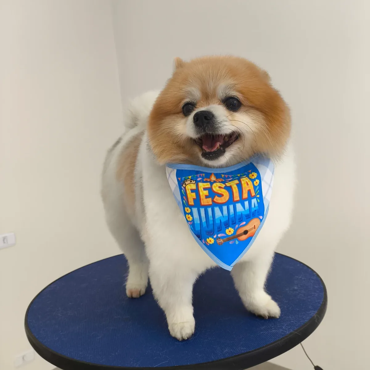 Pet de cliente depois do banho e tosa na Center Vet