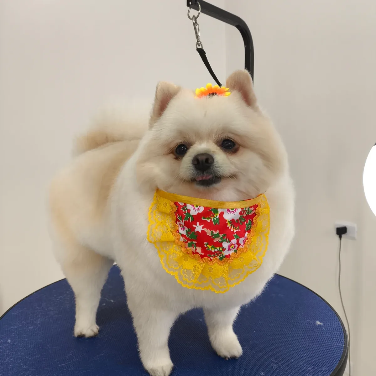 Pet de cliente depois do banho e tosa na Center Vet