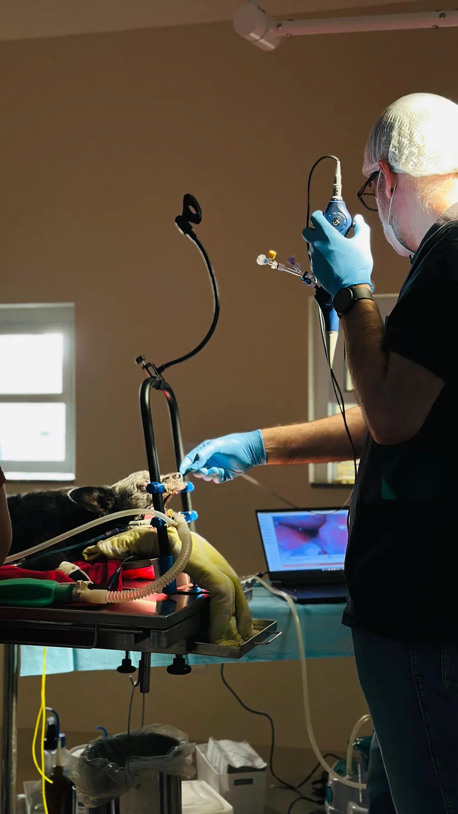 Veterinário realizando rinoscopia com a imagem no monitor